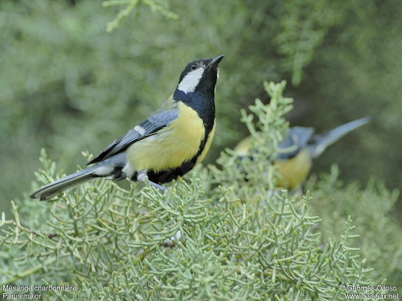 Mésange charbonnière mâle adulte nuptial