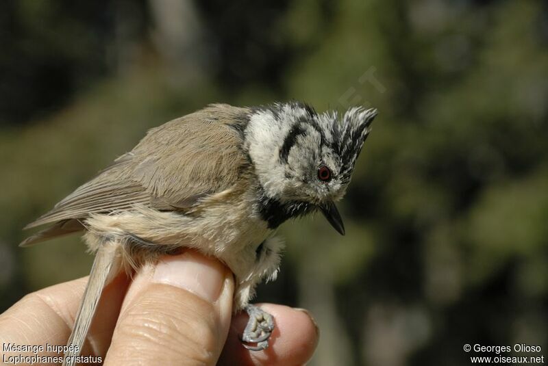 Mésange huppée mâle adulte nuptial, identification