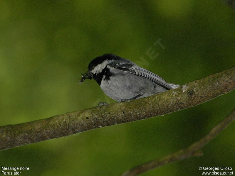 Coal Titadult breeding, identification, Reproduction-nesting