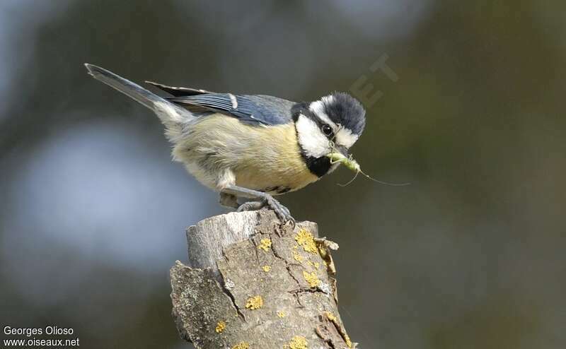 Mésange nord-africaine femelle adulte, régime, Nidification