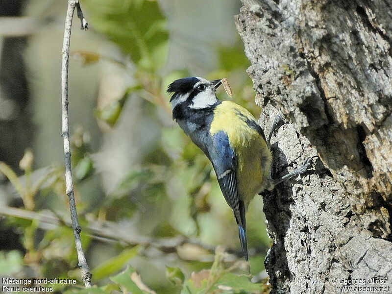 African Blue Titadult breeding