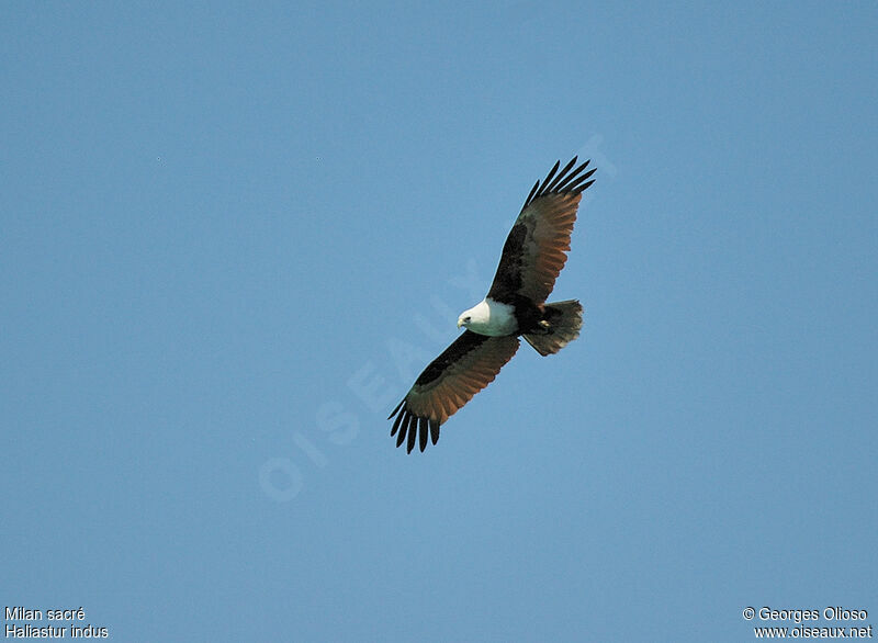 Brahminy Kiteadult