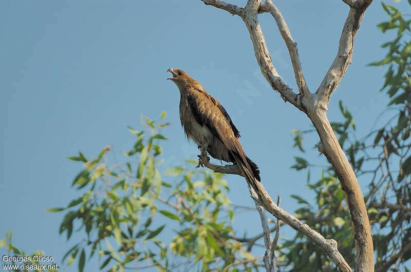 Whistling Kiteadult, song