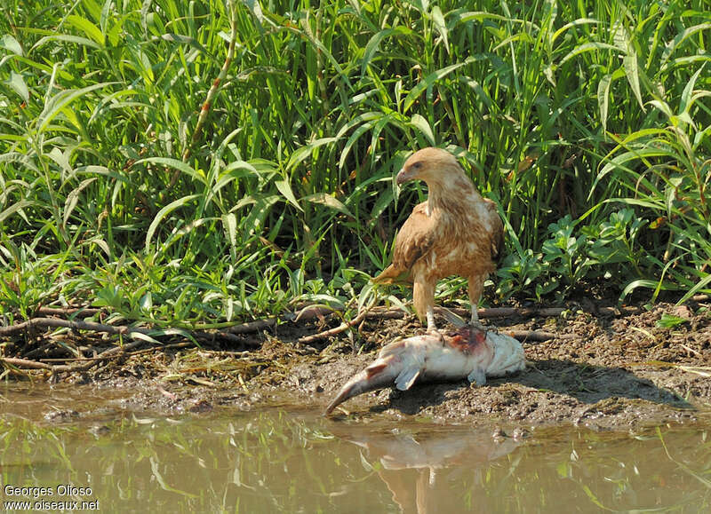 Whistling Kiteadult, feeding habits