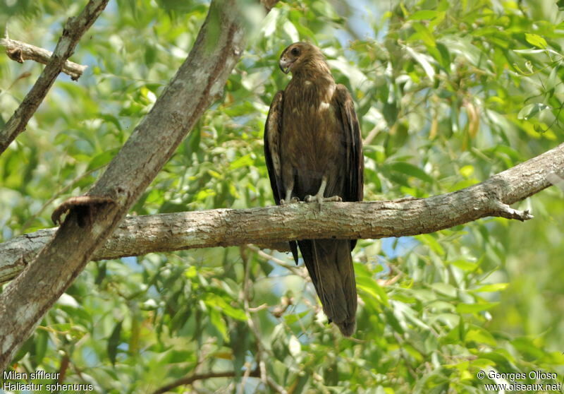 Whistling Kite