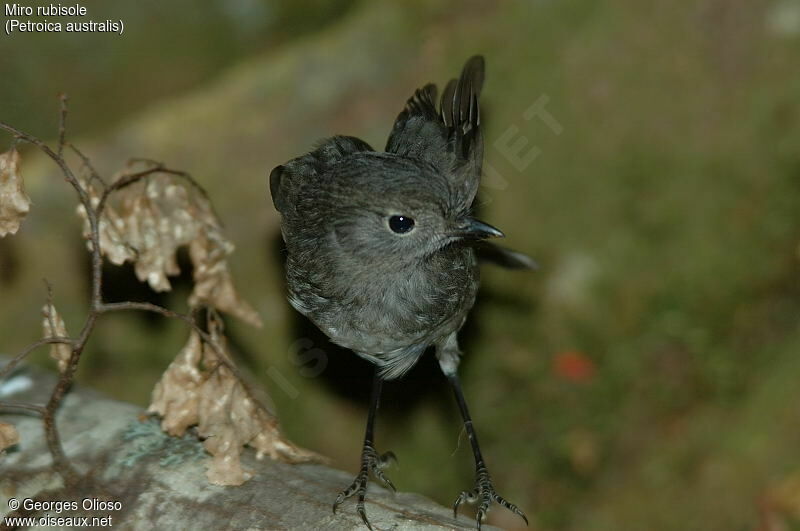 South Island Robin