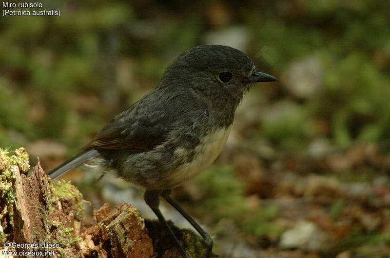 South Island Robin