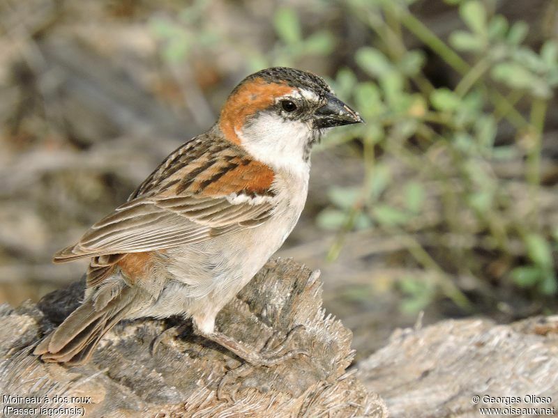 Moineau à dos roux mâle adulte nuptial