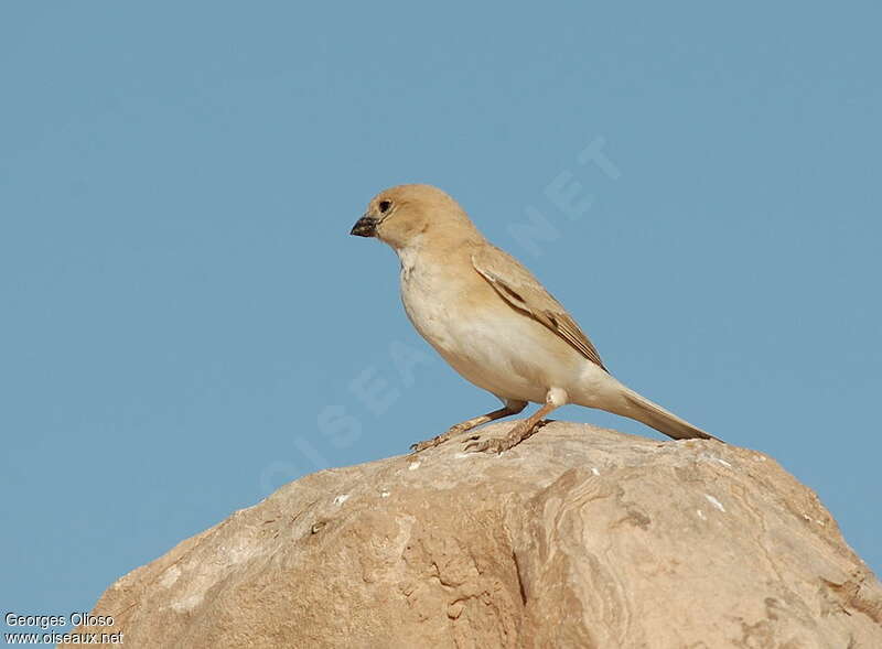 Moineau blanc femelle adulte, pigmentation