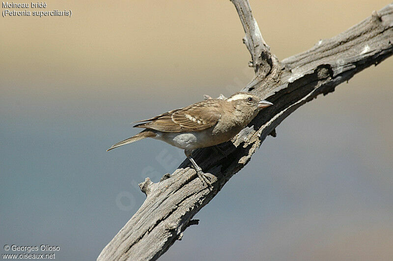 Moineau bridé