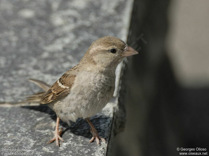 House Sparrow female adult breeding, identification