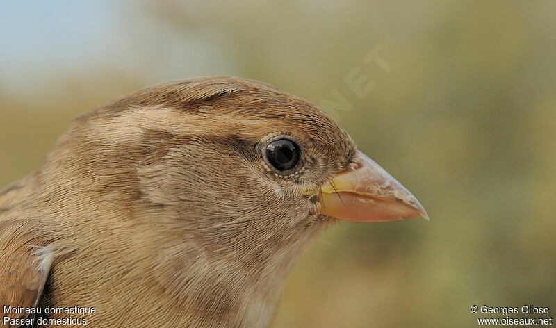 House Sparrow female, identification