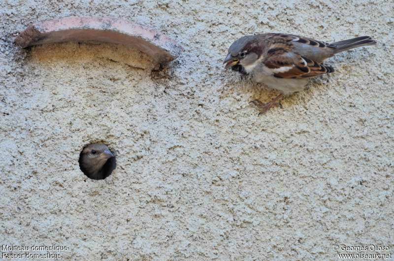 Moineau domestique 