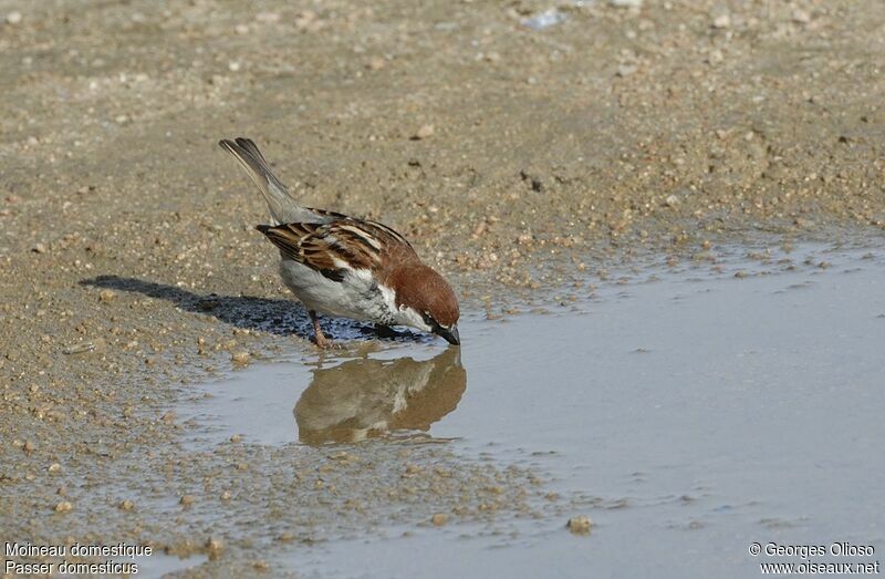 House Sparrow male adult breeding, Behaviour