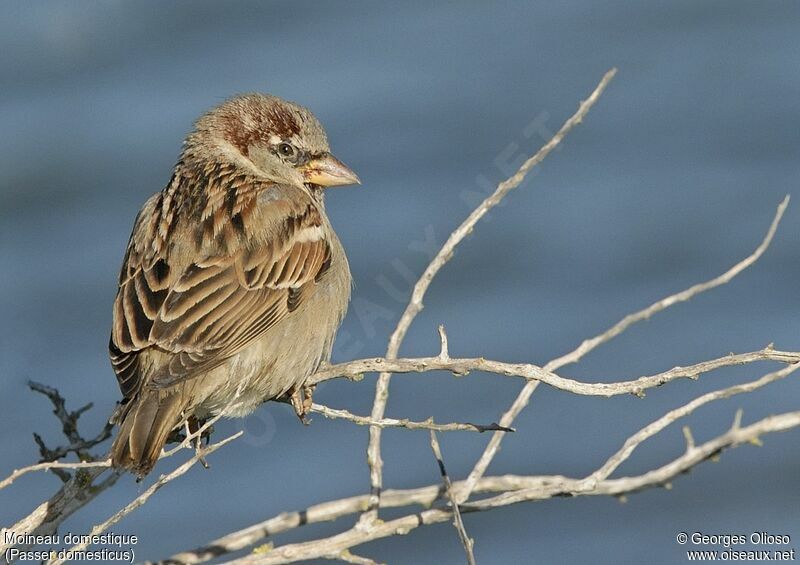 Moineau domestique mâle, identification