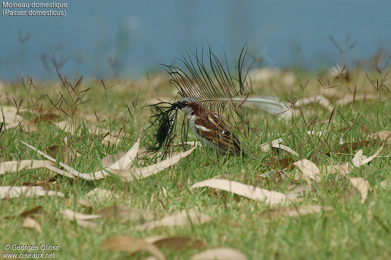 Moineau domestique