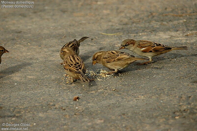 House Sparrow