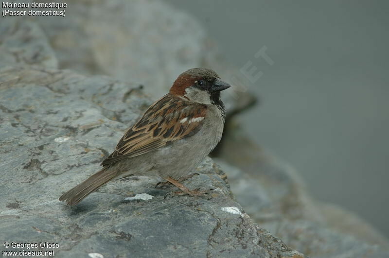 House Sparrow