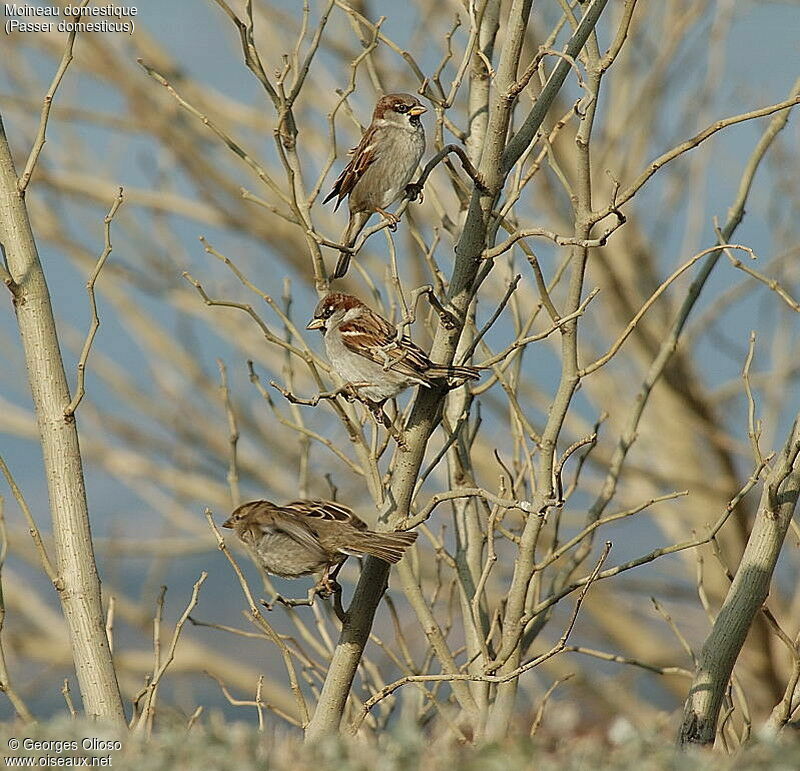 Moineau domestique