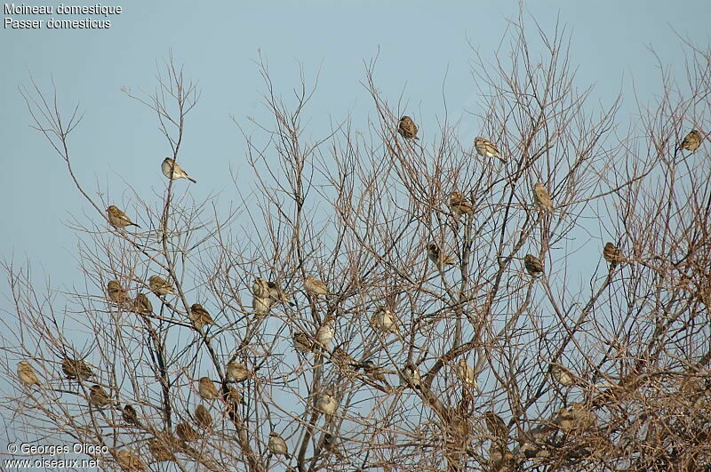 House Sparrow