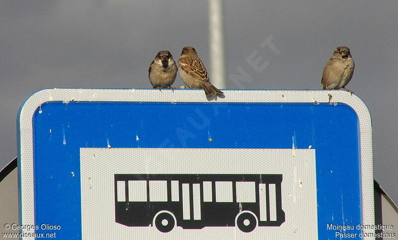 Moineau domestique adulte internuptial