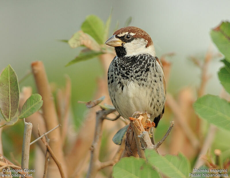 Moineau espagnol mâle adulte internuptial