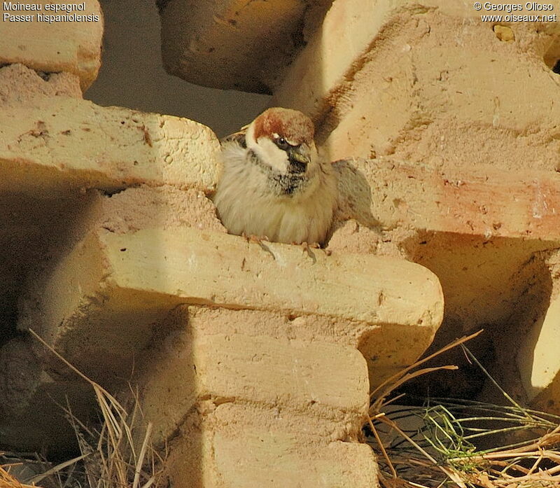 Moineau espagnol mâle adulte internuptial