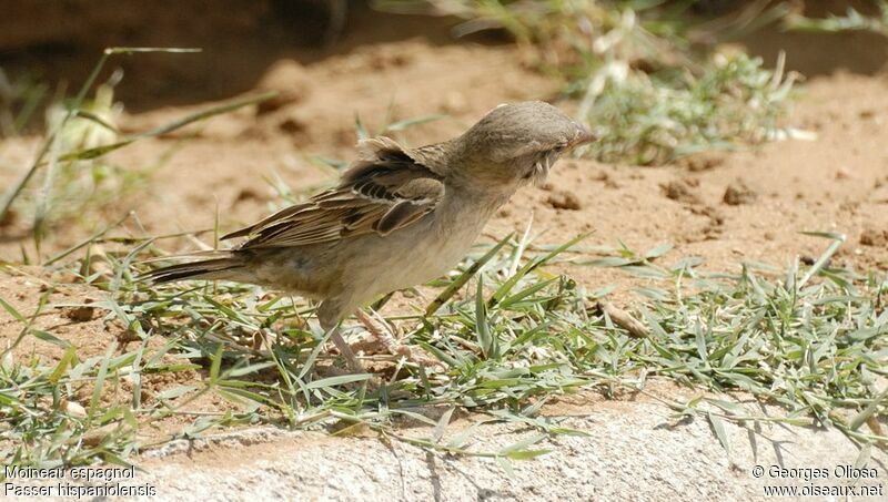 Moineau espagnol femelle adulte nuptial, identification