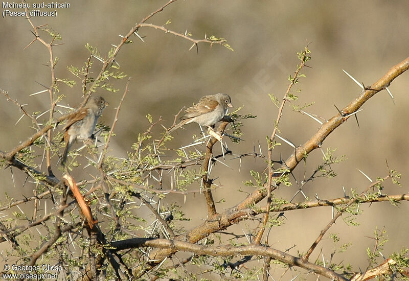 Southern Grey-headed Sparrow