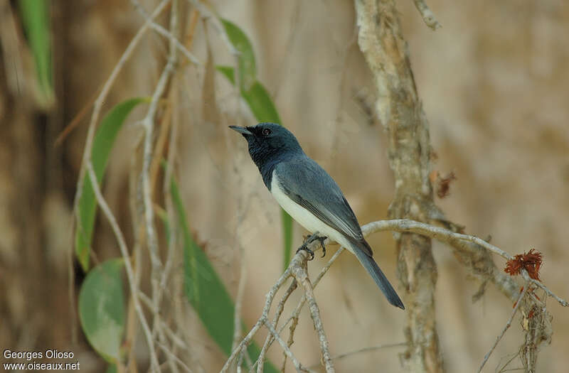 Leaden Flycatcher male adult, identification