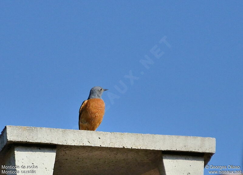 Common Rock Thrush male, identification