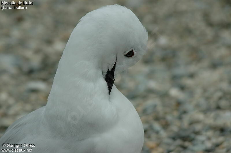 Mouette de Buller