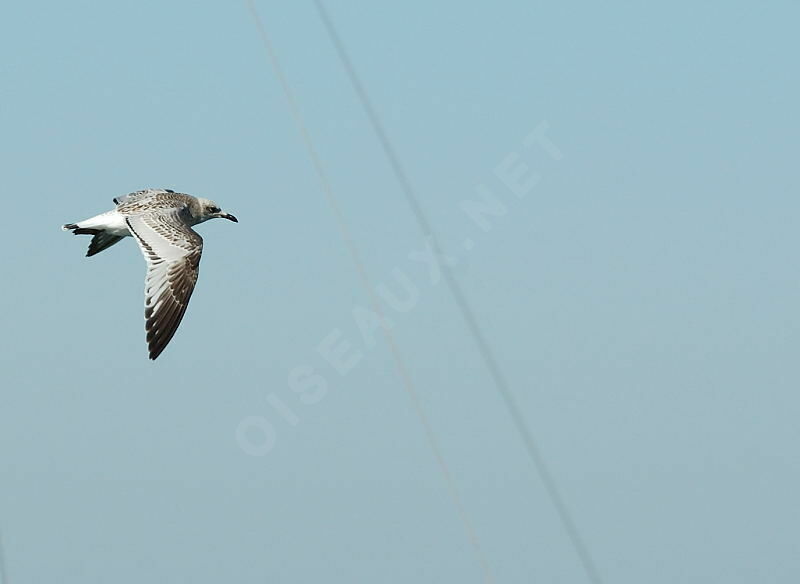 Mouette mélanocéphale