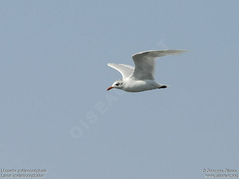 Mouette mélanocéphaleadulte internuptial