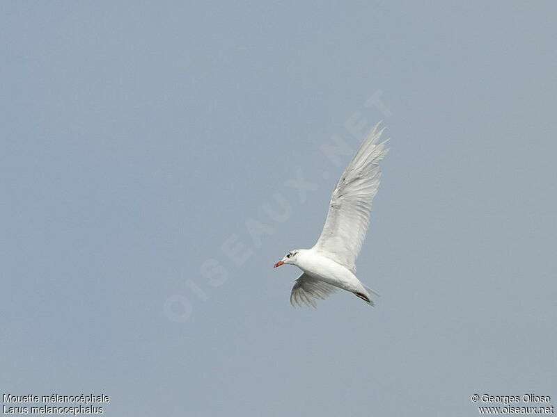 Mediterranean Gulladult post breeding