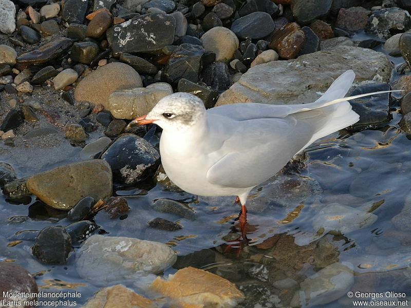 Mouette mélanocéphale, identification