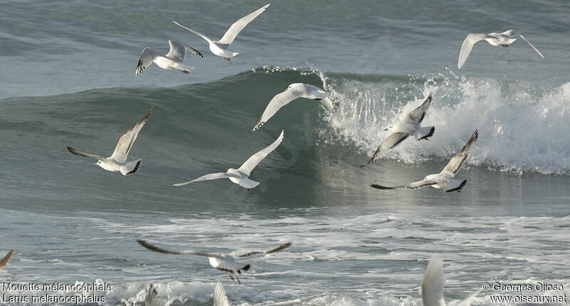 Mouette mélanocéphale, Vol