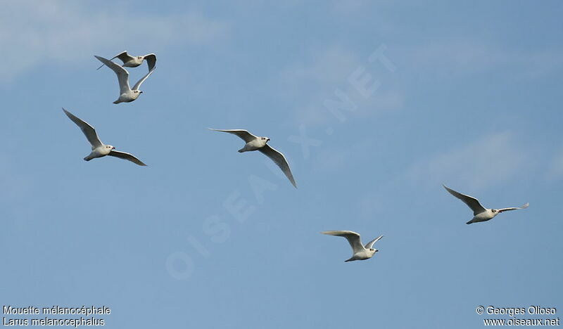 Mediterranean Gull, Flight