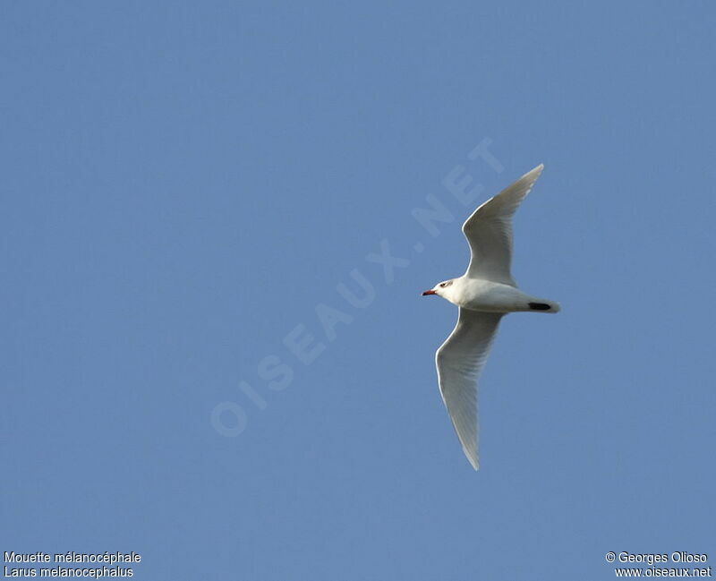 Mouette mélanocéphaleadulte internuptial, Vol