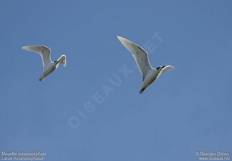 Mouette mélanocéphaleadulte internuptial, Vol