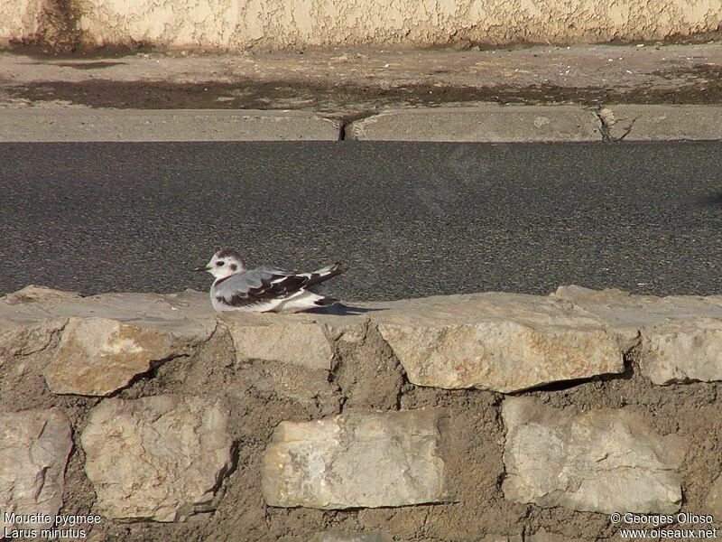 Mouette pygmée1ère année