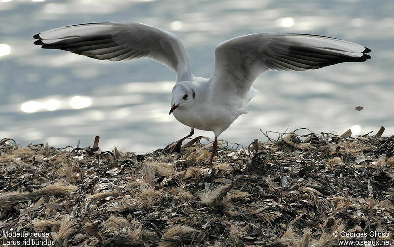 Black-headed Gulladult post breeding, identification, Behaviour