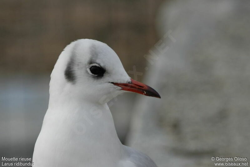 Mouette rieuseadulte internuptial, identification