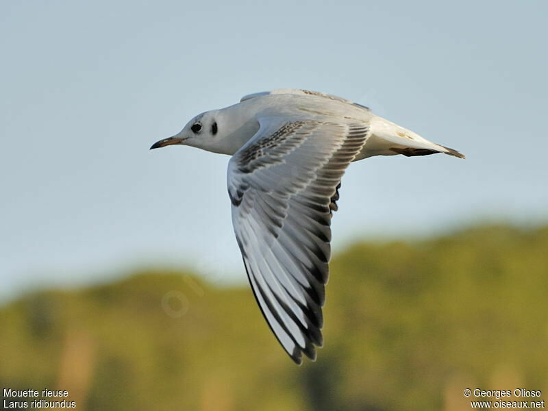 Black-headed GullSecond year, Flight