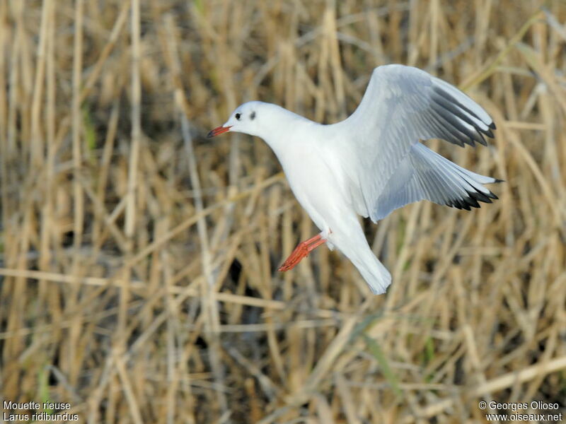 Black-headed Gulladult post breeding, Flight