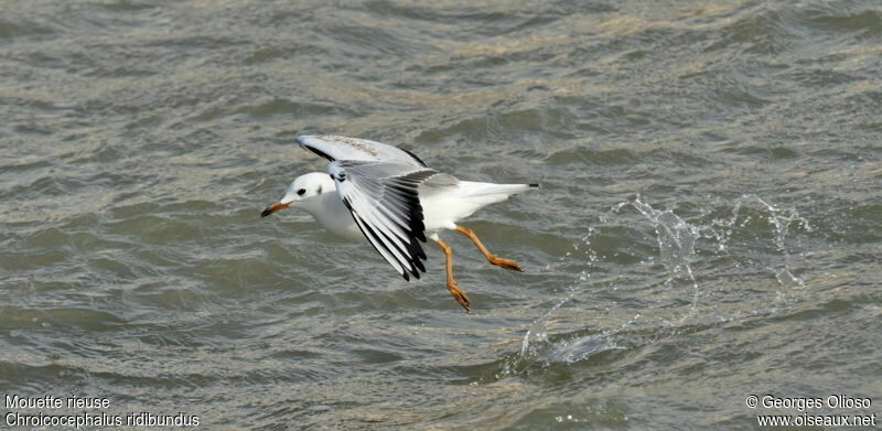 Black-headed GullSecond year, Flight