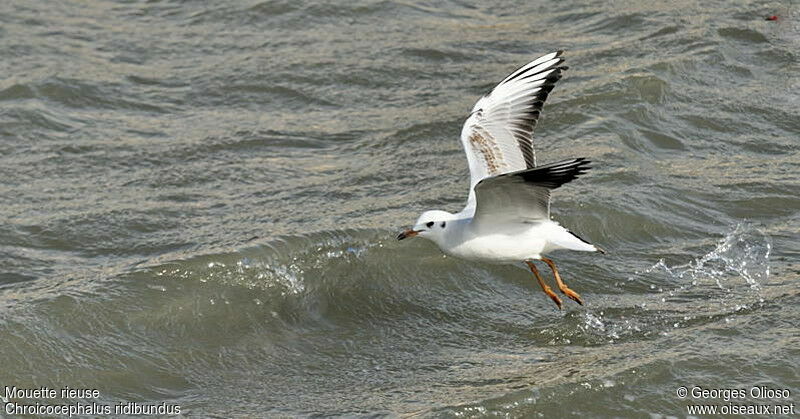 Mouette rieuse2ème année