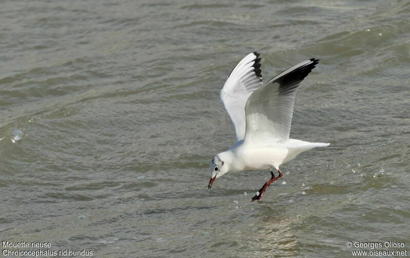 Black-headed Gulladult post breeding, identification, Flight, feeding habits