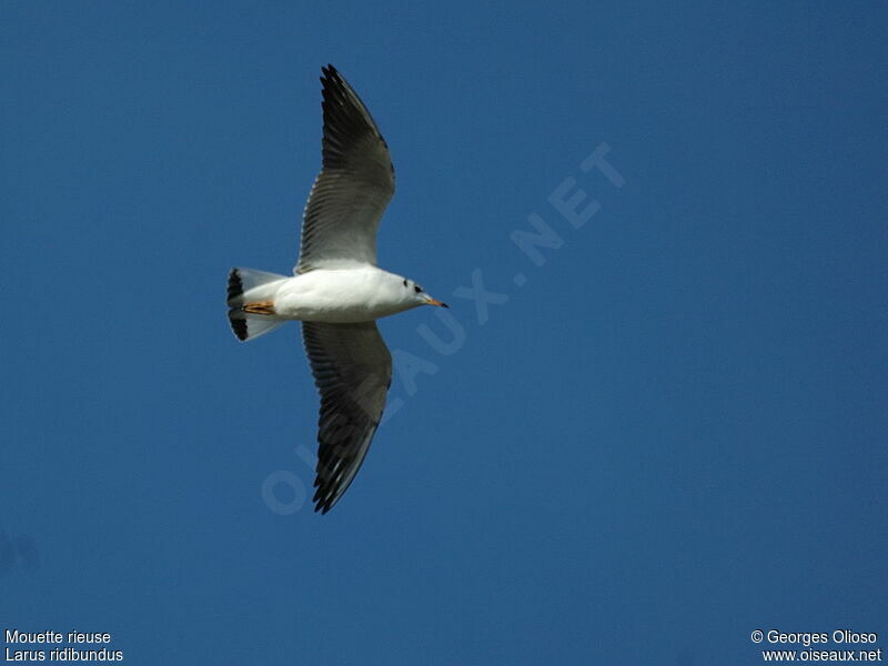 Mouette rieuse2ème année