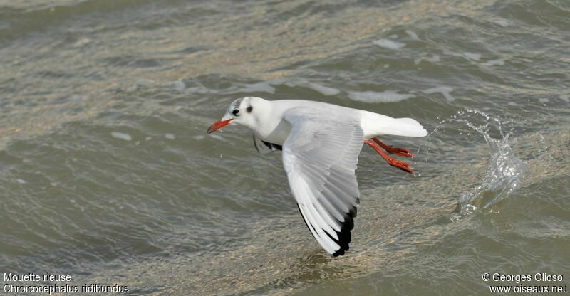 Mouette rieuseadulte, Vol